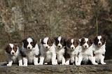 BORDER COLLIE 777